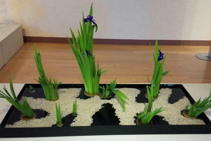 華道真養未生