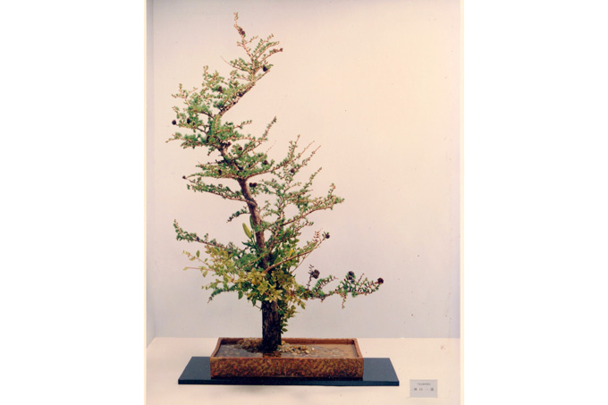 千家古流芙蓉会