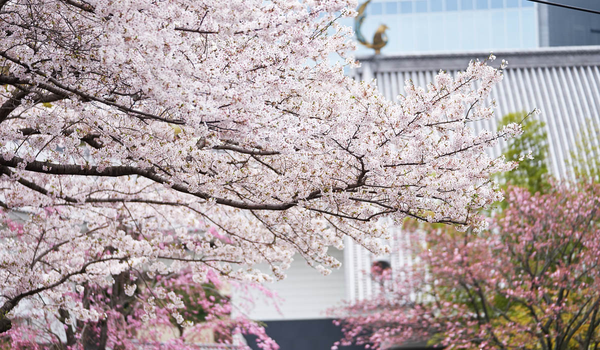 桜のおもてなし 2023